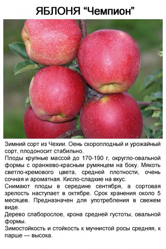 Описание сорта яблони персиянка: фото яблок, важные характеристики, урожайность с дерева