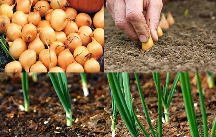 Как посадить и вырастить лук-севок своими руками: советы опытных огородников — лук как сажать и ухаживать — про огород