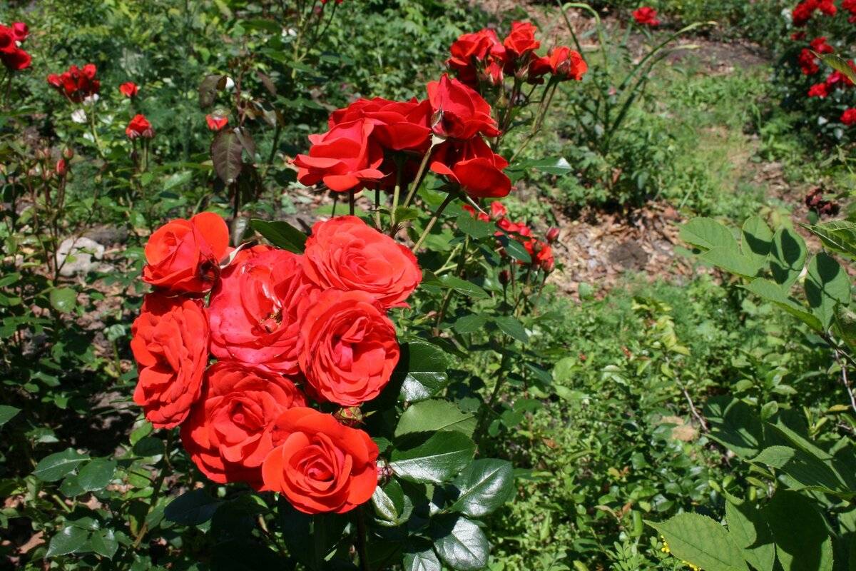 Розы спрей сорта фото описание зимостойкость