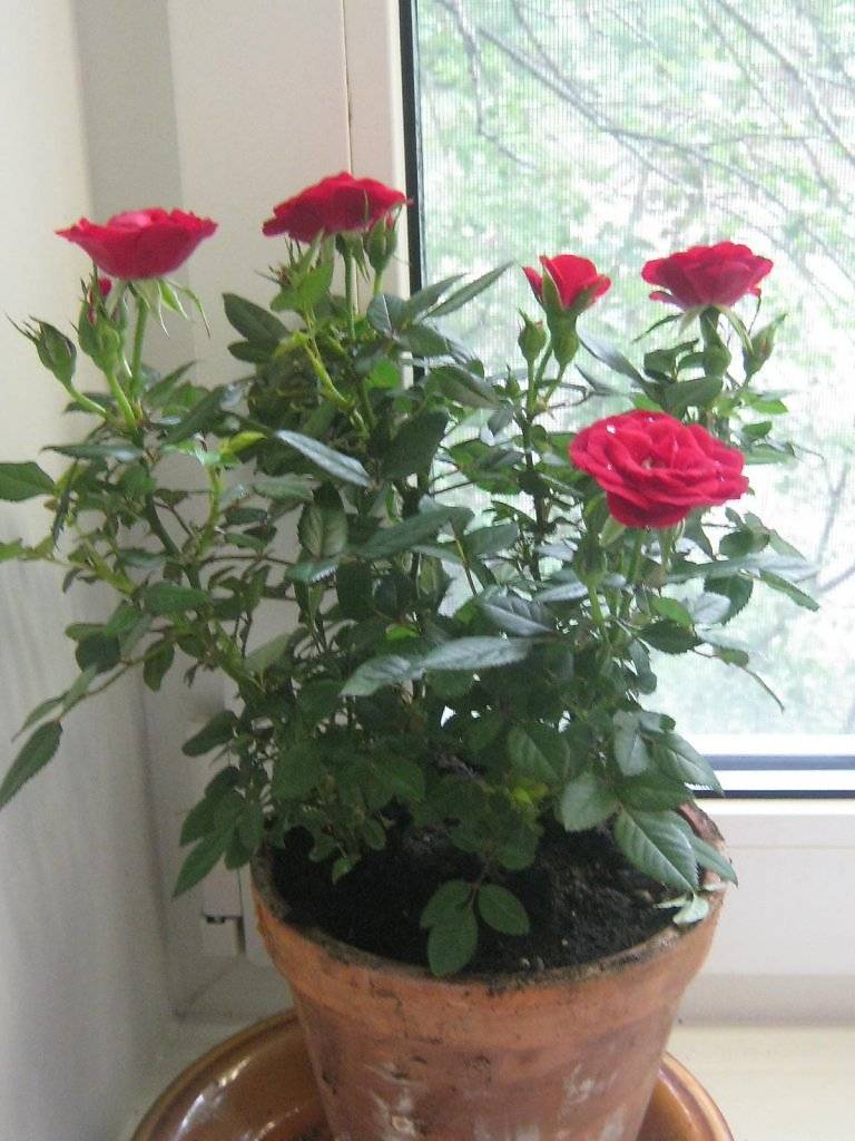 Описание розы кордана и ее сортов. уход в домашних условиях после покупки