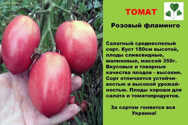 Сорта розовых томатов с фото и описанием