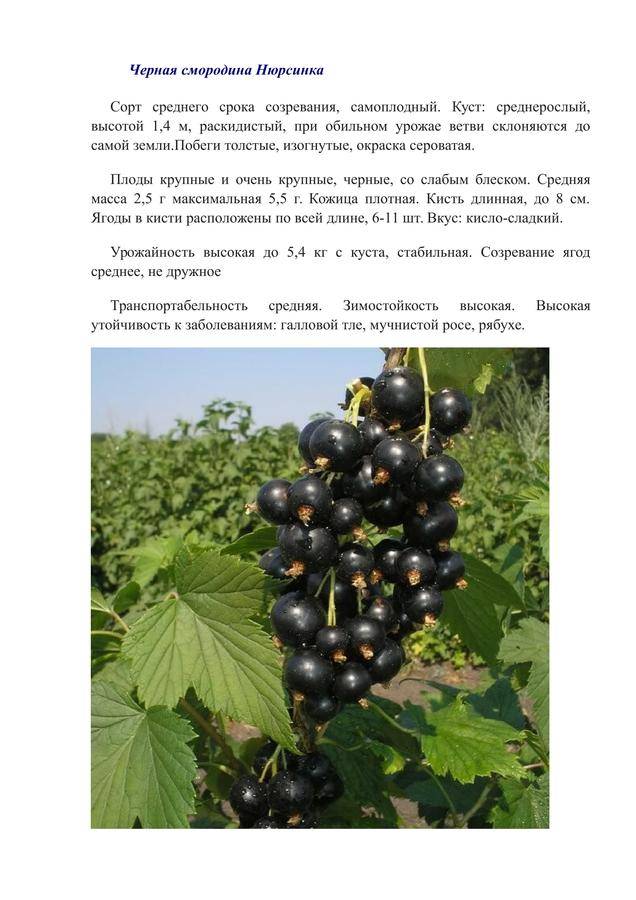 Сорт смородины ядреная фото и описание