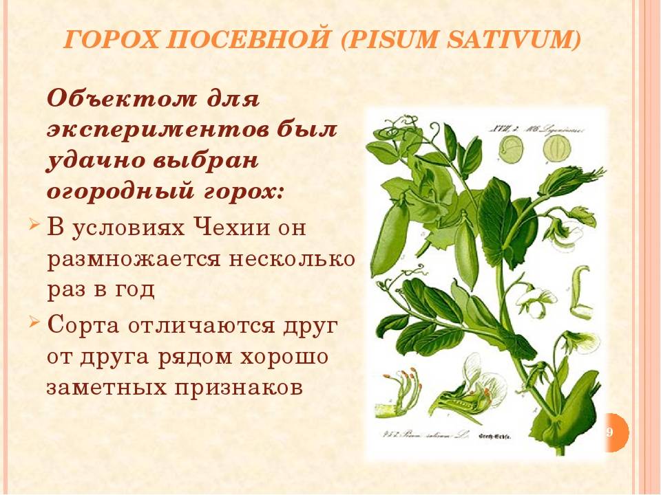 Горох посевной — pisum sativum l.