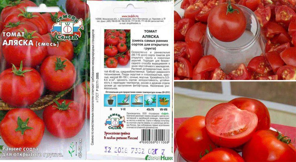 Экологически-чистый урожай на балконе с томатом аляска: описание сорта и советы по уходу