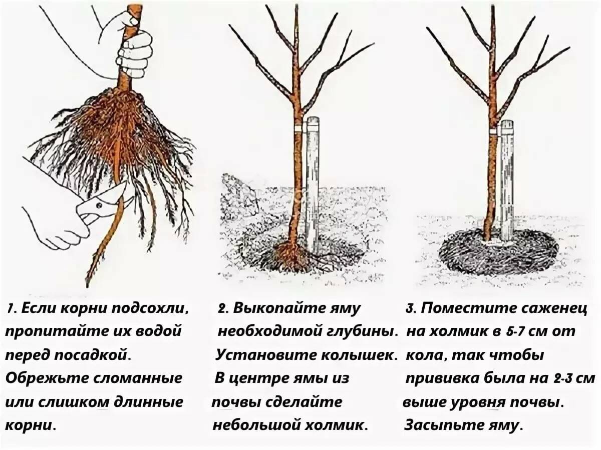 Размножение груши: как вырастить грушу из черенка, ветки, отводка