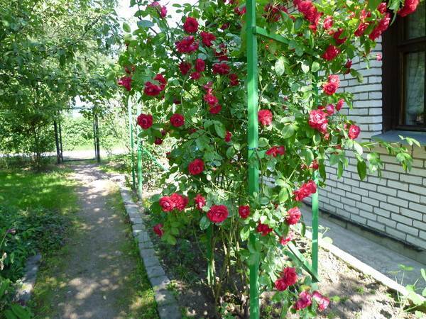 Плетистые розы: посадка и уход, размножение, болезни и удобрения, выращивание в подмосковье + фото сортов