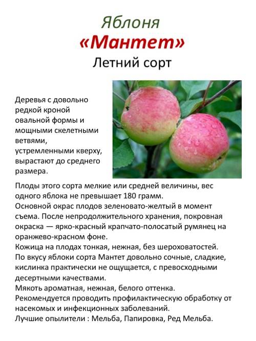Яблоня конфетное: описание и характеристика сорта, чем полезны, посадка и уход