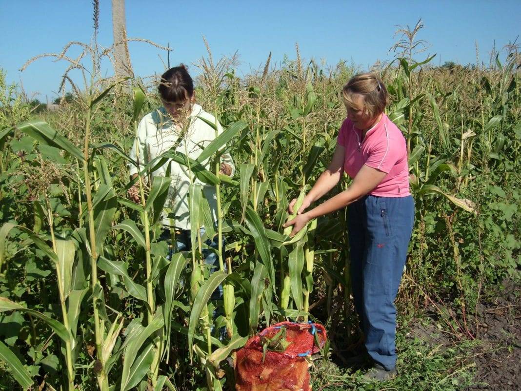 Польза и вред кукурузы: для детей,взрослых,беременных,похудение