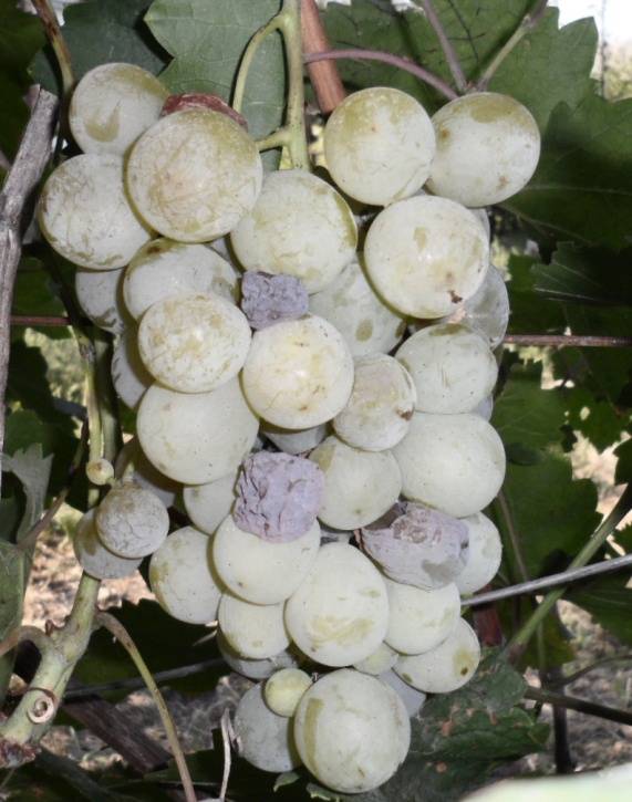 Серая гниль на винограде и другие виды: фото, почему гниют ягоды прямо на кусте, чем и когда обработать кисти, чем лечить? selo.guru — интернет портал о сельском хозяйстве