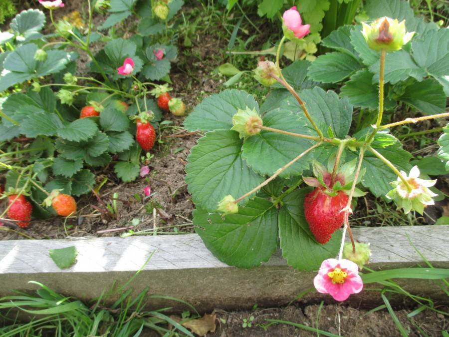 Почему не плодоносит клубника: 6 распространенных причин отсутствия ягод — мой садочек