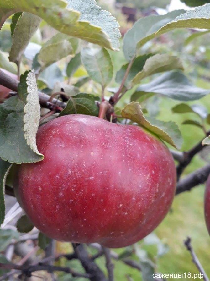 Самые лучшие сорта яблонь для урала с фото и описанием