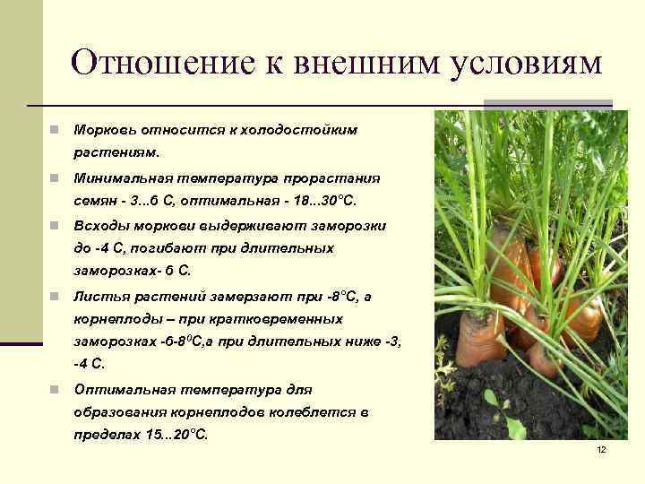 Как вырастить морковь в открытом грунте: подготовка и посев