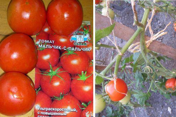 Самые сладкие сорта томатов – обзор