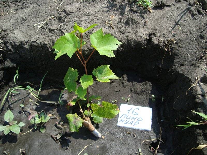 Винограда в сибири: выращивание, посадка и уход для начинающих