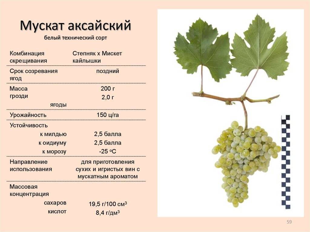 Рислинг: описание белого сорта винограда, характеристики, стилистика вина