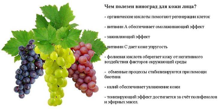 Виноград - польза и вред для организма человека - vinograd-loza