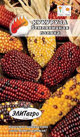 Топ 6 уникальных сортов декоративной кукурузы