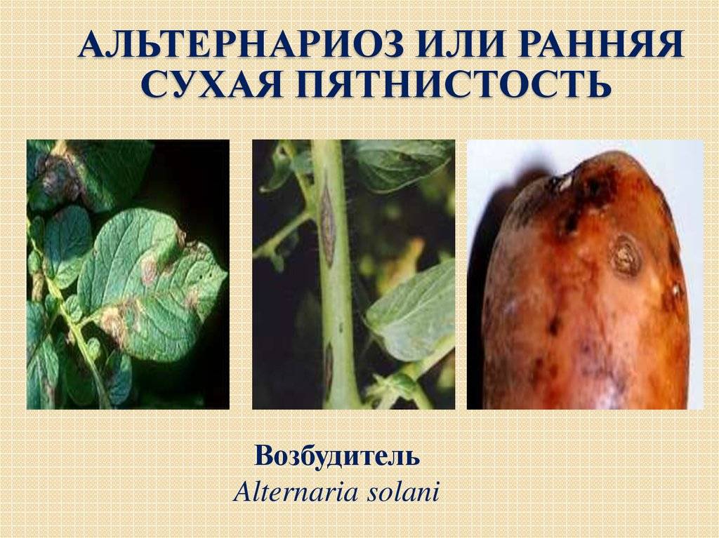 Чем и как лечить картофель от болезней и вредителей