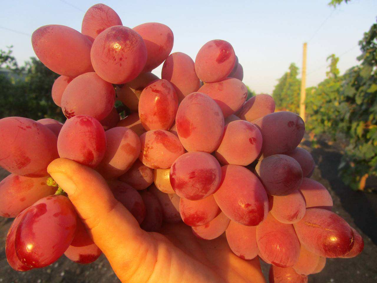 Описание и выращивание винограда сорта Подарок Ирине