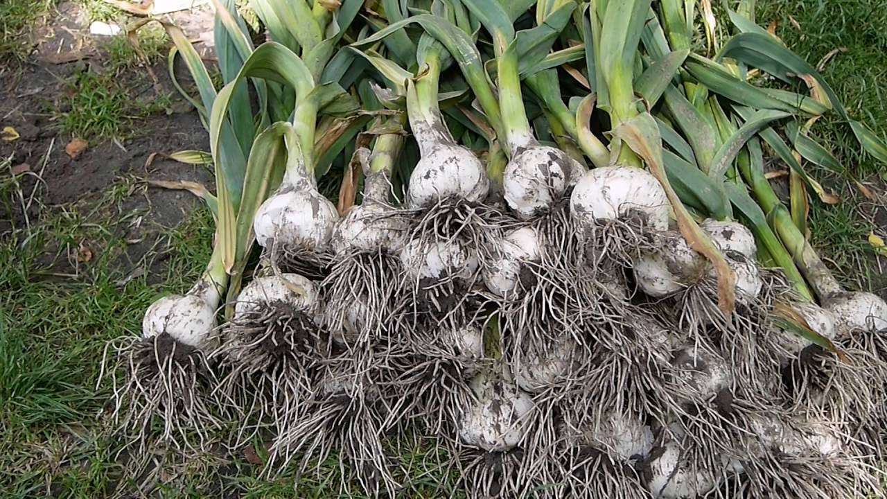 Описание, выращивание и агротехника гибрида чеснока и лука Рокамболь