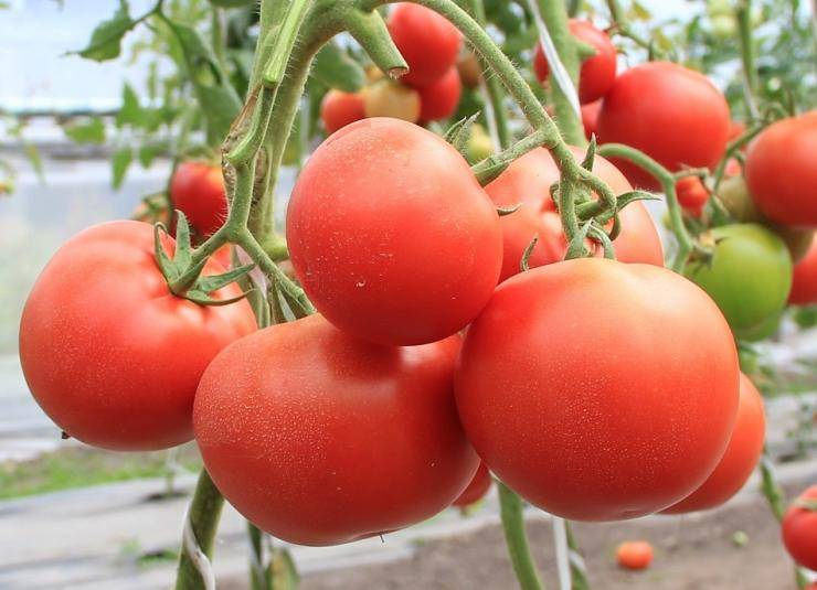 Подскажите хорошие сорта помидоров для подмосковья
