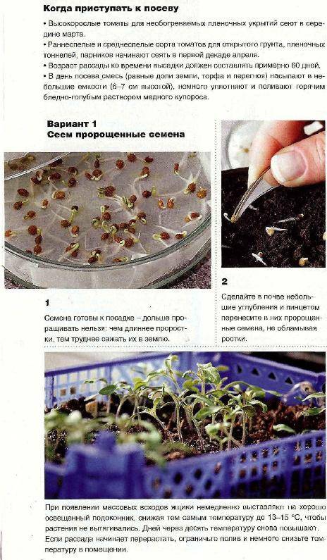 Подготовка семян помидор перед посевом в домашних условиях: как замочить и прорастить