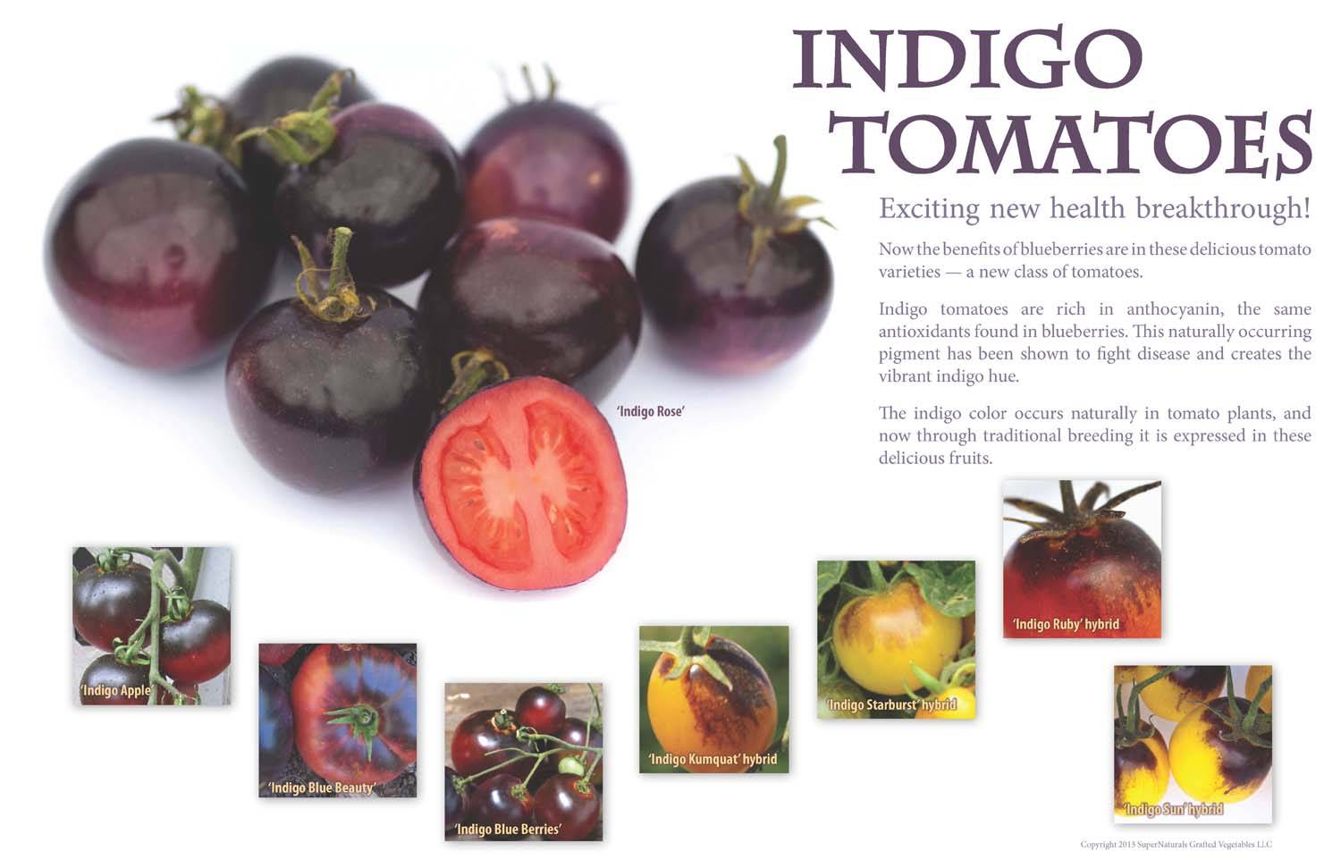 Томат индиго роуз: характеристика и описание сорта, его преимущества и недостатки, сложности в выращивании и урожайность