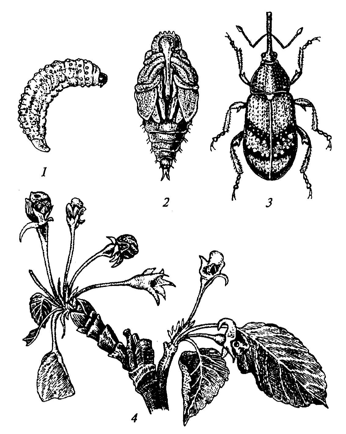 Вредители описание с фотографиями. Долгоносик цветоед Яблоневый. Жук Яблонный цветоед. Яблоневый цветоед личинка. Яблонный цветоед отряд.