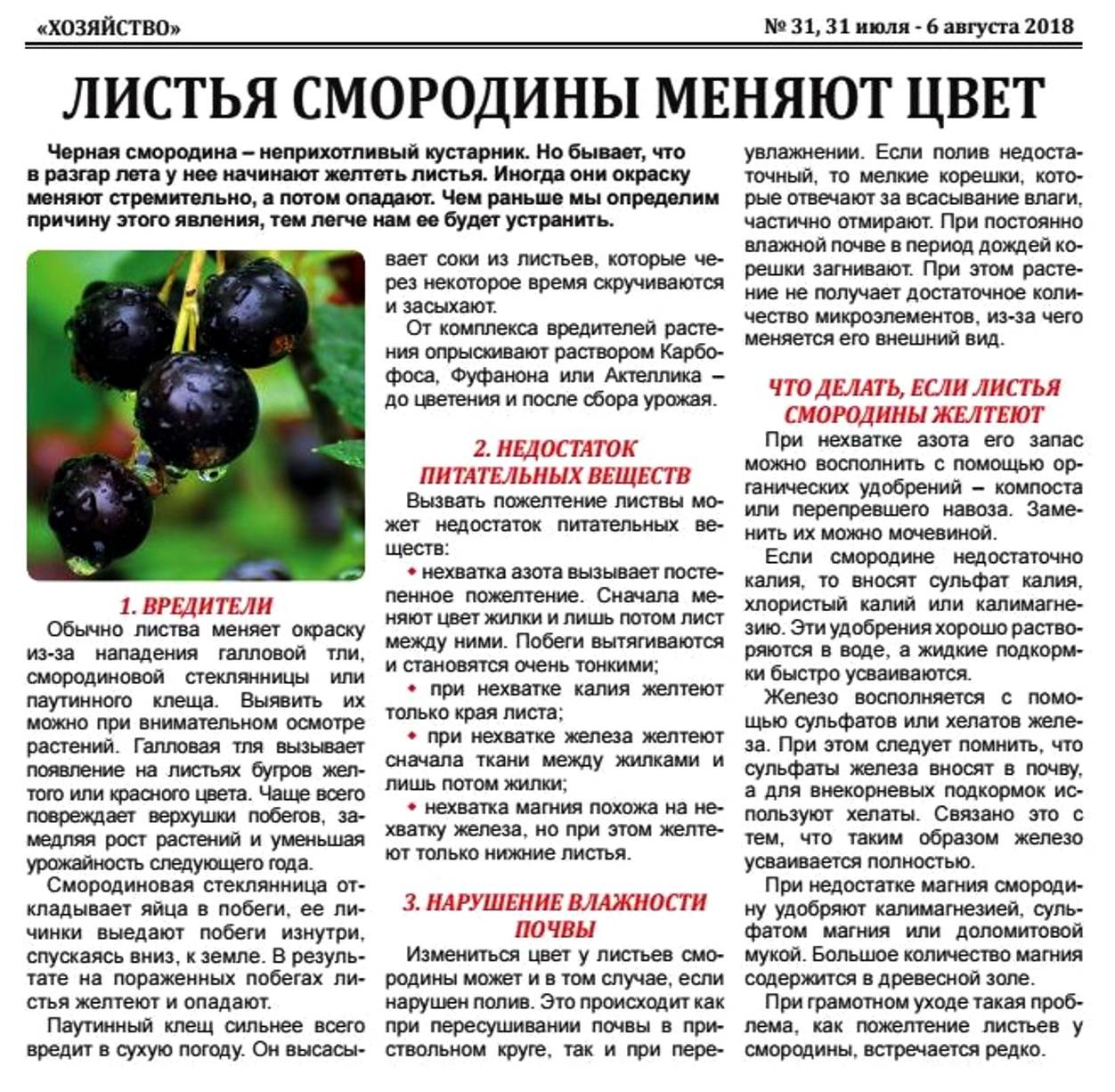 Описание смородины белорусской сладкой — правила посадки, ухода и размножения