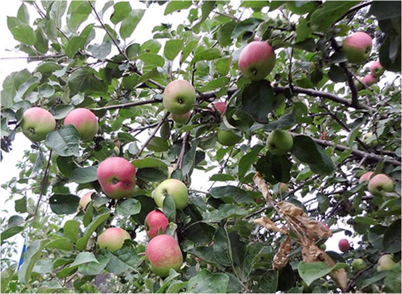 ✅ о яблоне июльское черненко: описание и характеристики сорта, посадка и уход