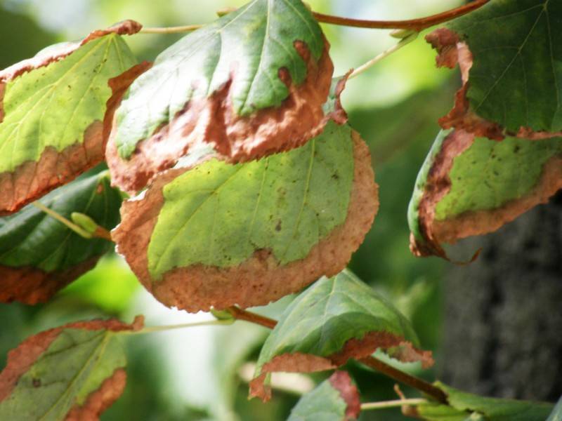 Болезни вишни: описание с фотографиями и способы лечения, вредители