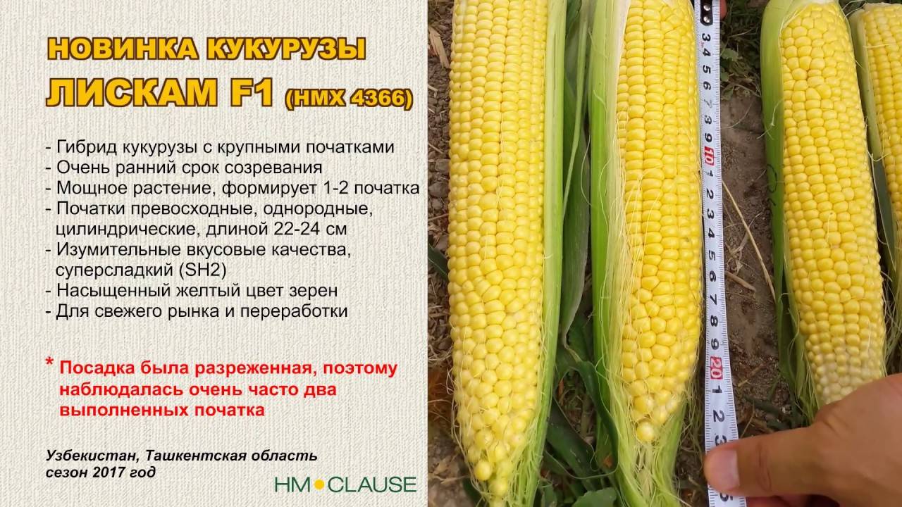 Сладкая кукуруза: описание лучших сортов и технология выращивания, отзывы с фото