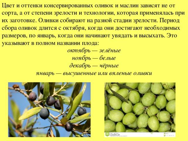 Чем оливки отличаются от маслин, в чем разница, как отличить