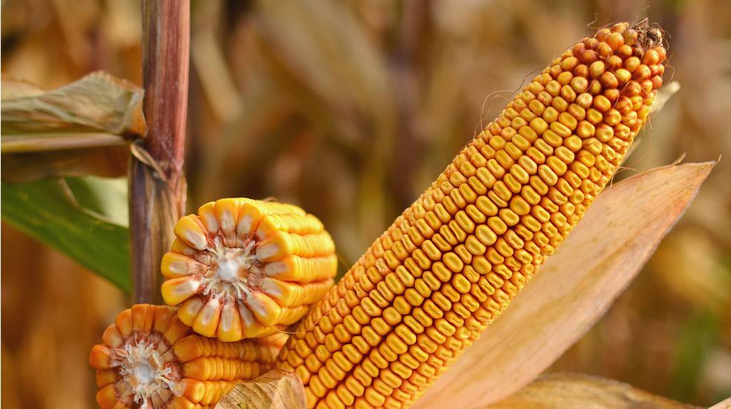 Выращивание кукурузы: пошаговые инструкции