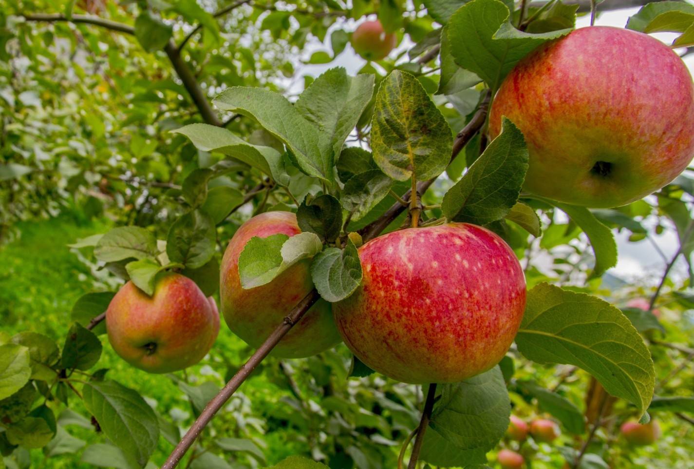 Яблоня богатырь: особенности сорта и ухода