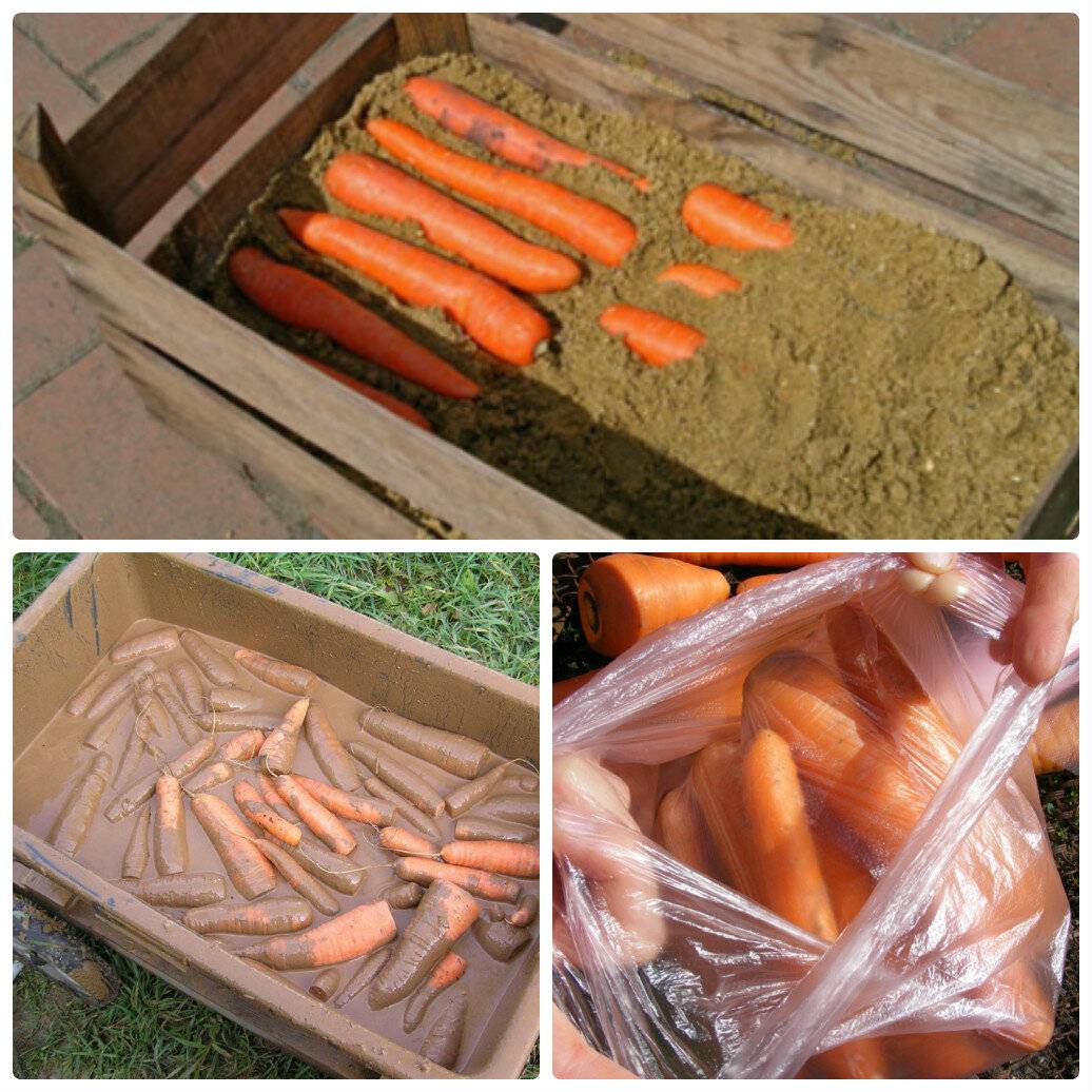 Перечень сортов моркови, предназначенных для длительного хранения