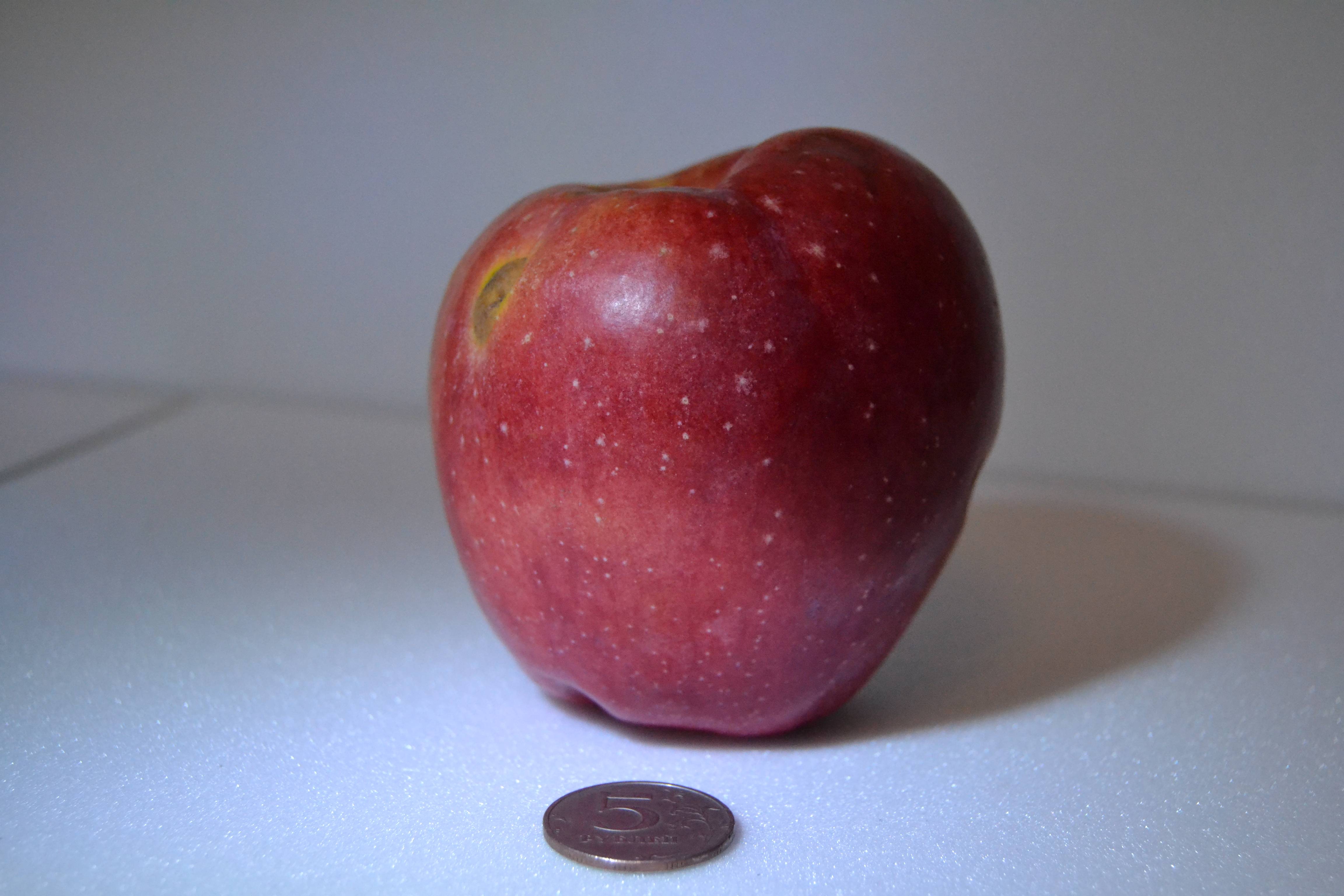 Сорт яблони солнышко: фото, отзывы, описание, характеристики.