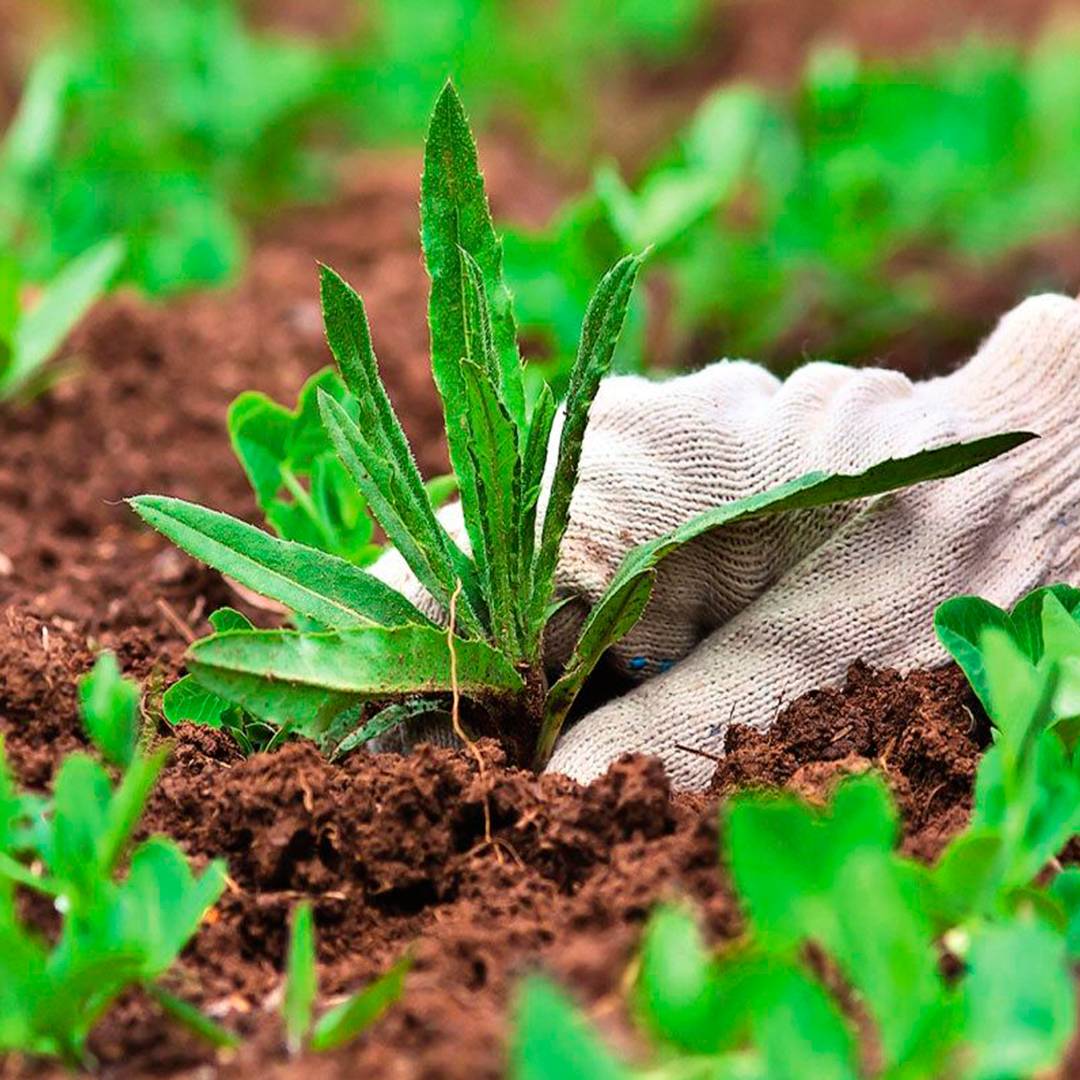 Как бороться с сорняком повиликой: 4 способа избавить участок от паразита