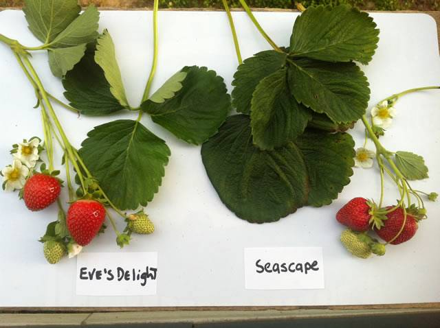 Описание и правила выращивания клубники сорта эвис делайт
