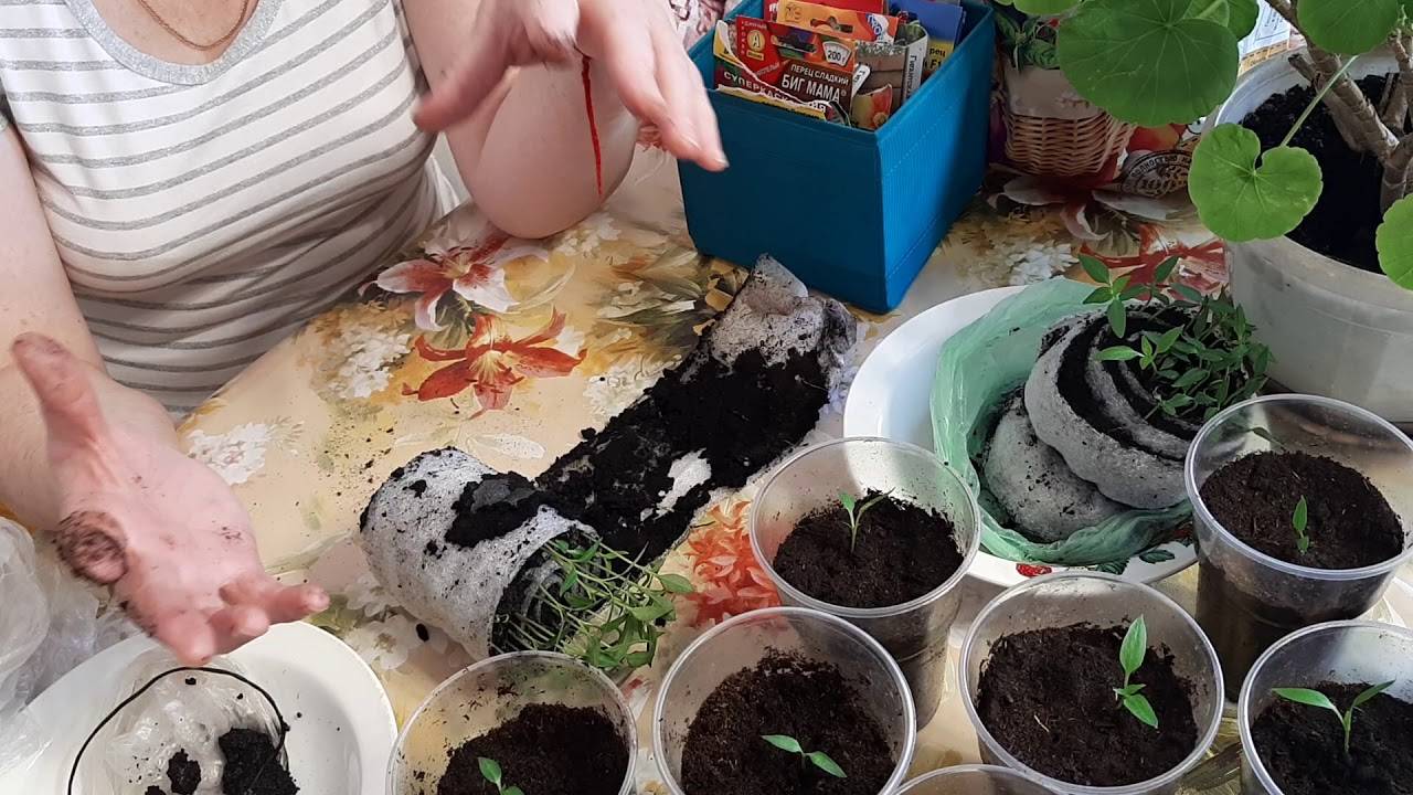 Как посадить помидоры в улитку юлии миняевой, пошаговое руководство