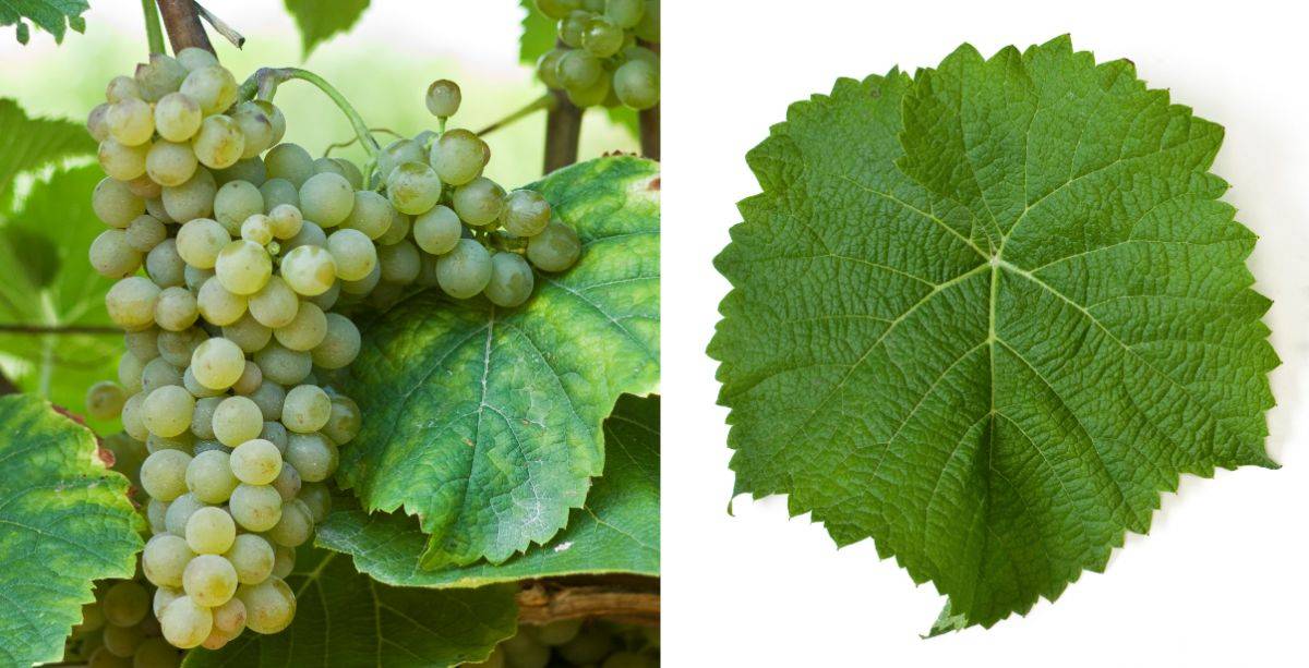 Описание сорта и основные характеристики винограда «солярис»