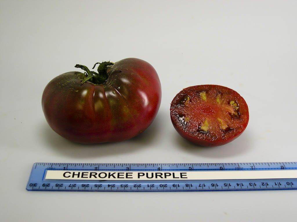 Томат королевский пурпурный: описание, фото, отзывы, урожайность