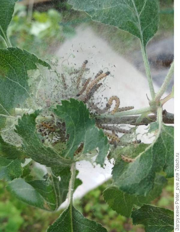 Паутина на яблоне – как защитить свой сад от вредителей?