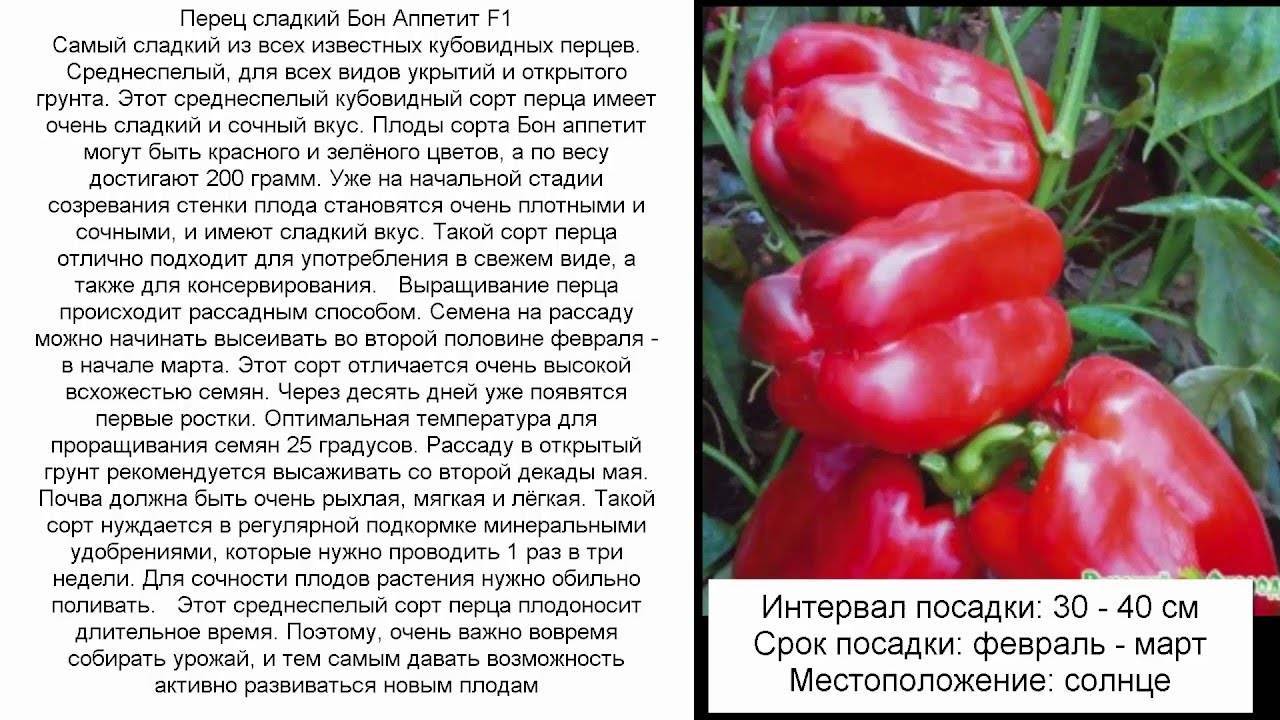 Описание сорта томата сицилийский перчик и его характеристика - всё про сады