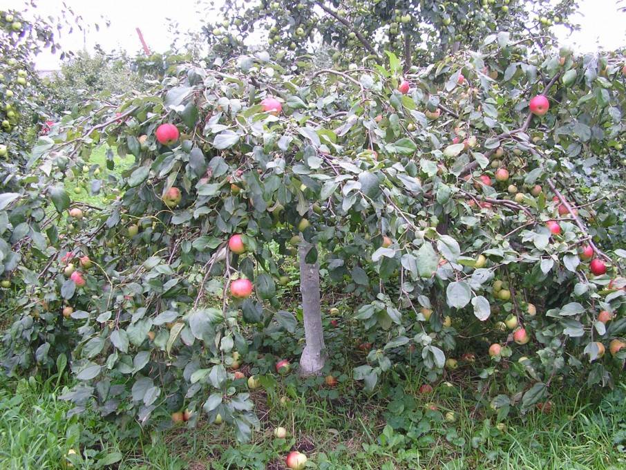 Яблоня ковровое: описание и фото, размеры взрослого дерева, посадка