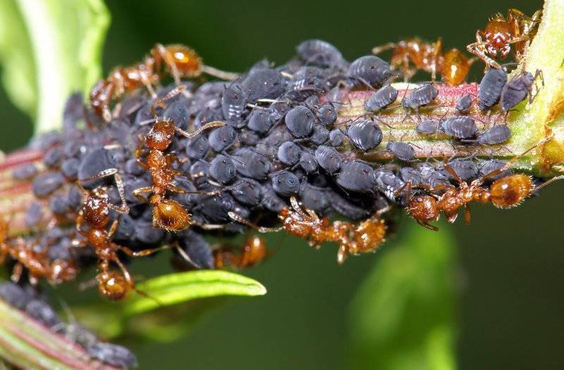 Как взаимодействуют муравьи и тля?