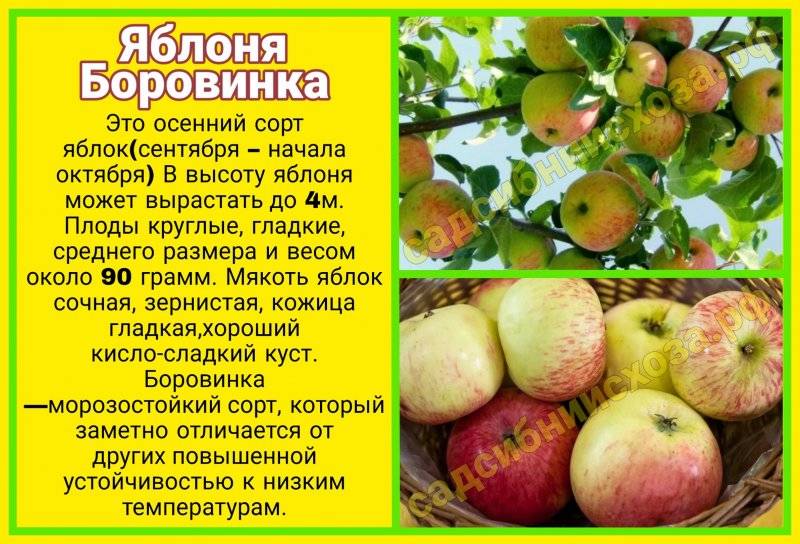 Яблоня боровинка - характерные особенности сорта, размножение, хитрости посадки и ухода