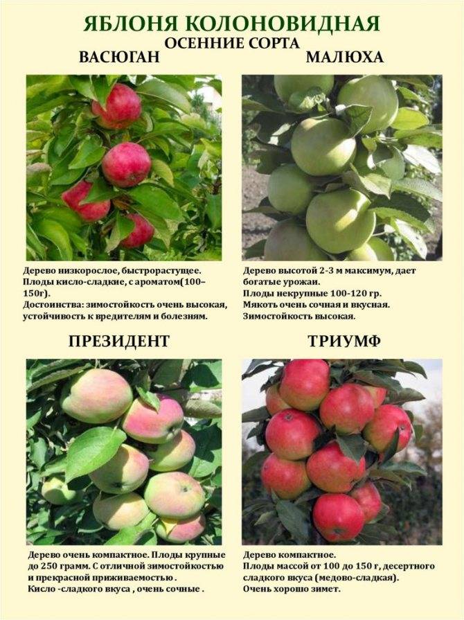 Характеристика и описание колоновидной яблони сорта останкино, посадка и уход