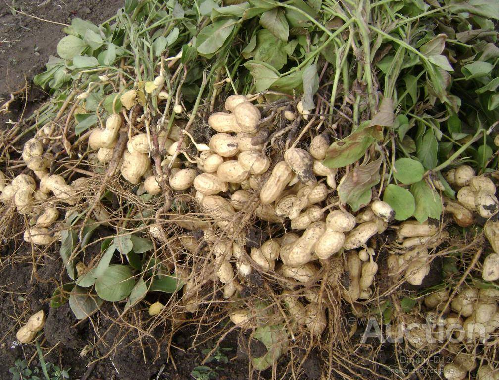 Как вырастить арахис на даче в открытом грунте (на огороде) и в домашних условия, как правильно посадить земляной орех, как собирать, также выращивание из семян