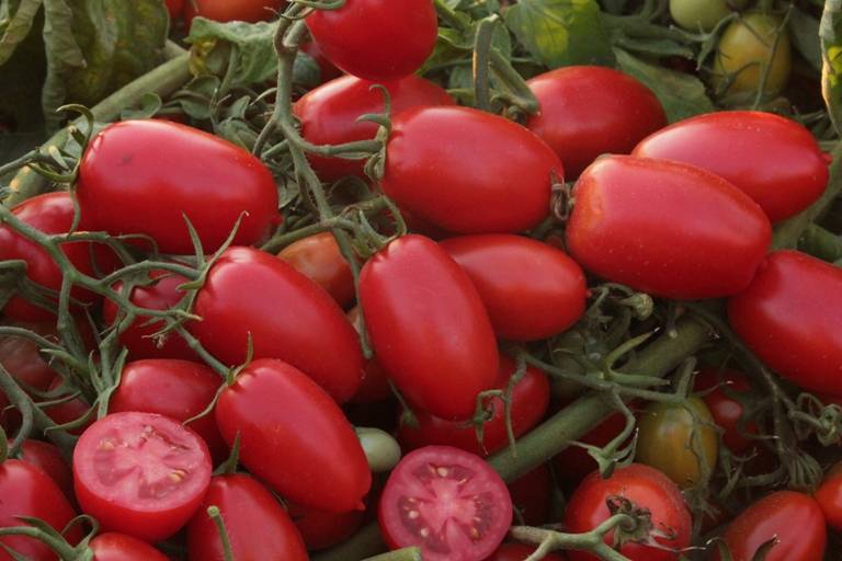 Томат берберана: урожайность сорта помидоров, фото кустов и полученных плодов, отзывы овощеводов об их выращивании